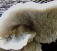 Attēlu rezultāti vaicājumam “Postia caesia”