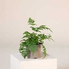 Attēlu rezultāti vaicājumam “Dryopteris dilatata”