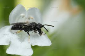 Attēlu rezultāti vaicājumam “Colostygia pectinataria female”