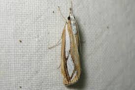 Attēlu rezultāti vaicājumam “Catoptria permutatellus”