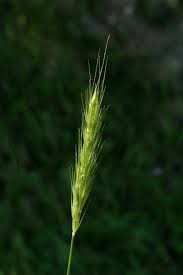 Attēlu rezultāti vaicājumam “Hordelymus europaeus leaf”