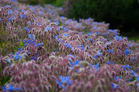 Image result for Borretsch