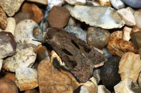 Attēlu rezultāti vaicājumam “Agrotis exclamationis”