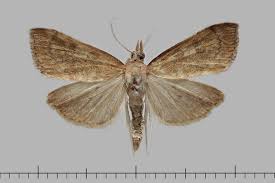 Attēlu rezultāti vaicājumam “Udea fulvalis”