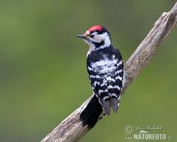 Attēlu rezultāti vaicājumam “Dendrocopos minor”