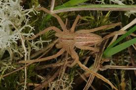 Attēlu rezultāti vaicājumam “Micrommata virescens”