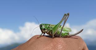 Attēlu rezultāti vaicājumam “Decticus verrucivorus”