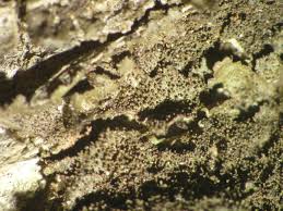 Attēlu rezultāti vaicājumam “Melanohalea exasperata”