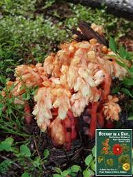 Attēlu rezultāti vaicājumam “Monotropa hypopitys bud”