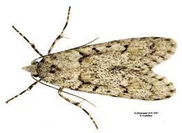 Attēlu rezultāti vaicājumam “Diurnea fagella”