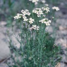 Attēlu rezultāti vaicājumam “Cardamine pratensis leaf”