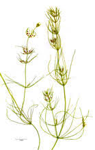 Attēlu rezultāti vaicājumam “Chara intermedia male”