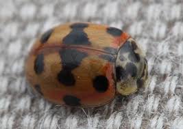 Attēlu rezultāti vaicājumam “Adalia decempunctata”