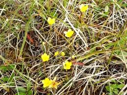 Attēlu rezultāti vaicājumam “Saxifraga hirculus”