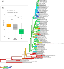 Attēlu rezultāti vaicājumam “Antitrichia curtipendula sporophyte”