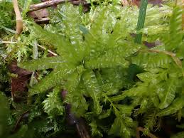 Attēlu rezultāti vaicājumam “Plagiomnium undulatum sporophyte”