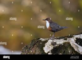 Attēlu rezultāti vaicājumam “Cinclus cinclus adult”