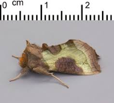 Attēlu rezultāti vaicājumam “Mythimna flammea”