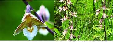 Attēlu rezultāti vaicājumam “Epipactis palustris bud”