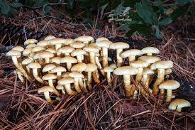 Attēlu rezultāti vaicājumam “Hypholoma sp.”