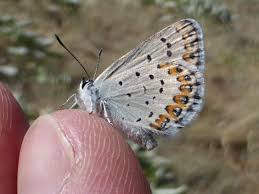 Attēlu rezultāti vaicājumam “Plebejus idas underside”