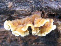 Attēlu rezultāti vaicājumam “Stereum hirsutum”