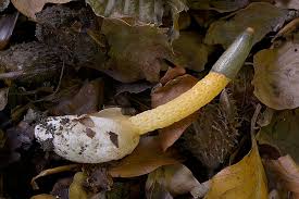 Attēlu rezultāti vaicājumam “Mutinus caninus”