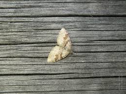 Attēlu rezultāti vaicājumam “Xanthorhoe designata”