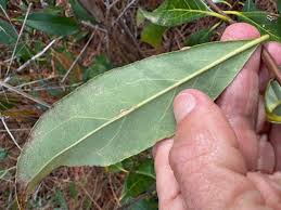 Attēlu rezultāti vaicājumam “Saussurea esthonica leaf”