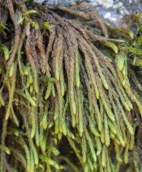 Attēlu rezultāti vaicājumam “Pterigynandrum filiforme”