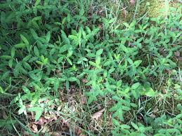 Attēlu rezultāti vaicājumam “Trifolium medium bud”