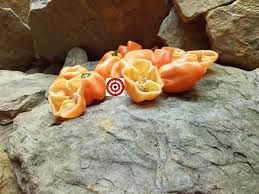 Afbeeldingsresultaat voor peach habanero hot pepper