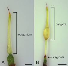 Attēlu rezultāti vaicājumam “Orthotrichum diaphanum sporophyte”