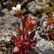Attēlu rezultāti vaicājumam “Saxifraga tridactylites flower”