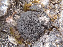 Attēlu rezultāti vaicājumam “Collema”