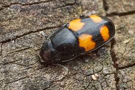 Attēlu rezultāti vaicājumam “Glischrochilus grandis”