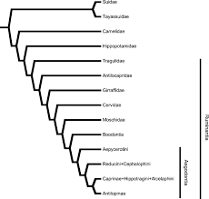 Attēlu rezultāti vaicājumam “Artiodactyla”
