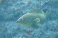 Image result for Epinephelus costae