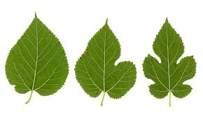 Attēlu rezultāti vaicājumam “Morus alba”