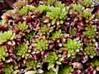 Attēlu rezultāti vaicājumam “Sphagnum angustifolium sporophyte”