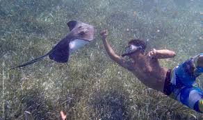 Image result for Hypanus longus