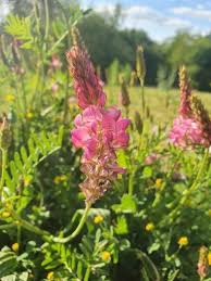 Attēlu rezultāti vaicājumam “Onobrychis arenaria leaf”