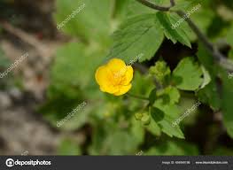 Attēlu rezultāti vaicājumam “Ranunculus lanuginosus flower”