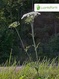 Attēlu rezultāti vaicājumam “Laserpitium latifolium bud”