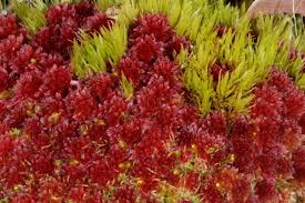 Attēlu rezultāti vaicājumam “Sphagnum rubellum”