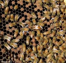 Image result for Boccia In Epsom & Ewell (Bees)