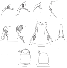 Attēlu rezultāti vaicājumam “Apion sp.”