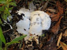 Attēlu rezultāti vaicājumam “Fuligo septica var. candida spores”