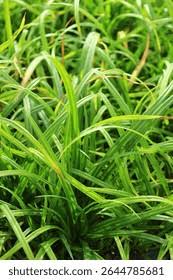 Attēlu rezultāti vaicājumam “Carex sylvatica”