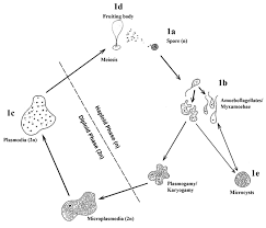 Attēlu rezultāti vaicājumam “Collaria arcyrionema spores”